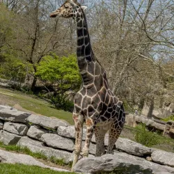 Detroit Zoo - Southfield