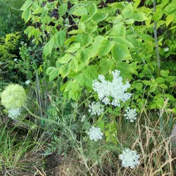 Lathrup Village Park - Southfield
