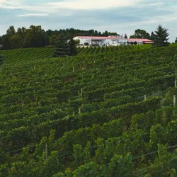 Chateau Grand Traverse Winery - Traverse City