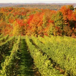Chateau Grand Traverse Winery - Traverse City