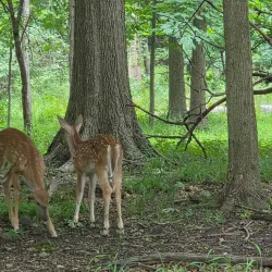 Stage Nature Center - Troy