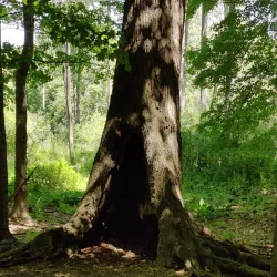 Stage Nature Center - Troy