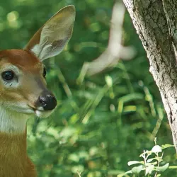 Troy Nature Society - Troy