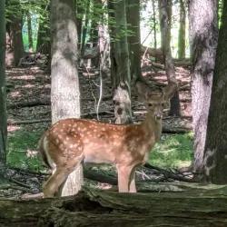 Troy Nature Society - Troy