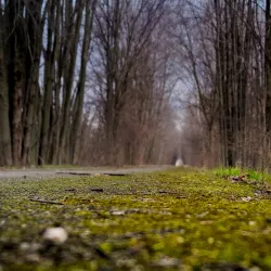 Macomb Orchard Trail - Warren