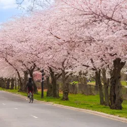 Tidal Basin and Cherry Blossom Trees - Washington