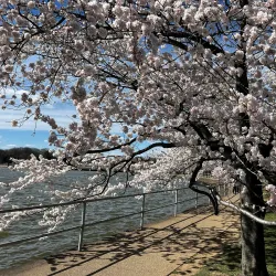 Tidal Basin and Cherry Blossom Trees - Washington