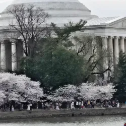Tidal Basin and Cherry Blossom Trees - Washington