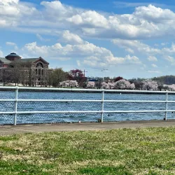 Tidal Basin and Cherry Blossom Trees - Washington