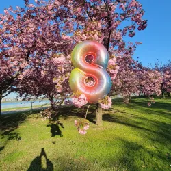 Tidal Basin and Cherry Blossom Trees - Washington