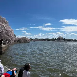 Tidal Basin and Cherry Blossom Trees - Washington