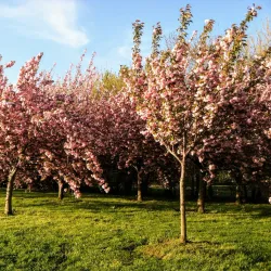Tidal Basin and Cherry Blossom Trees - Washington