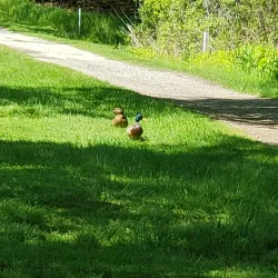 White Lake Golf Club - White Lake Township