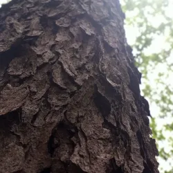 White Lake Nature Preserve - White Lake Township