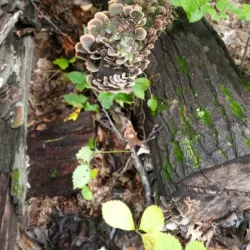 White Lake Nature Preserve - White Lake Township