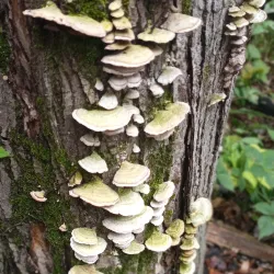 White Lake Nature Preserve - White Lake Township
