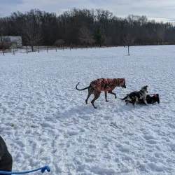 Wixom Dog Park - Wixom