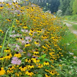 Wixom Dog Park - Wixom