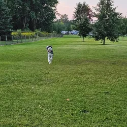 Wixom Dog Park - Wixom