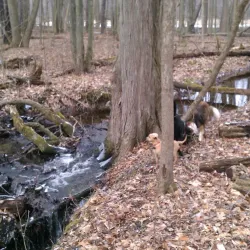 Wixom Dog Park - Wixom