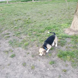 Wixom Dog Park - Wixom