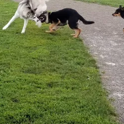 Wixom Dog Park - Wixom