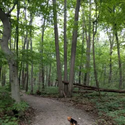 Wixom Dog Park - Wixom