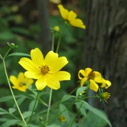 Wixom Nature Preserve - Wixom