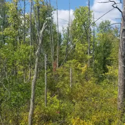 Wixom Nature Preserve - Wixom
