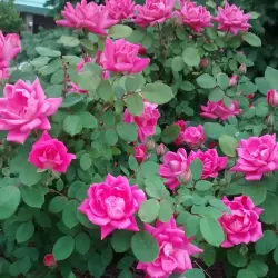 Wixom Skate Park - Wixom