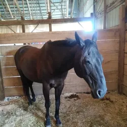 Sanilac County Fairgrounds - Yale