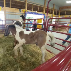 Sanilac County Fairgrounds - Yale