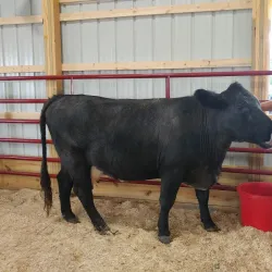 Sanilac County Fairgrounds - Yale