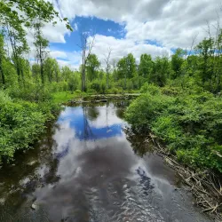 Sanilac State Forest - Yale