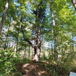 Sanilac State Forest - Yale