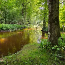 Sanilac State Forest - Yale
