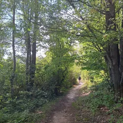 Sanilac State Forest - Yale