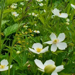 Yale City Park - Yale