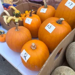 Yale Farmers Market - Yale