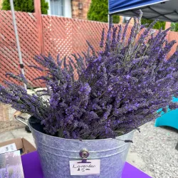 Yale Farmers Market - Yale