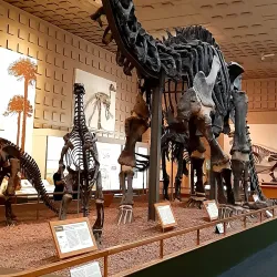 Yale Historical Museum - Yale