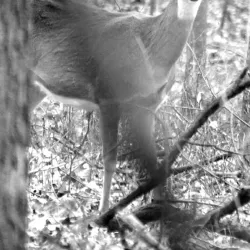 Albert Lea Lake - Albert Lea