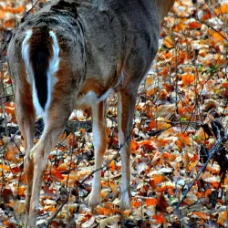 Albert Lea Lake - Albert Lea
