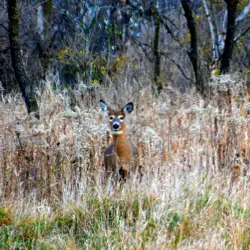 Albert Lea Lake - Albert Lea
