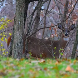 Albert Lea Lake - Albert Lea