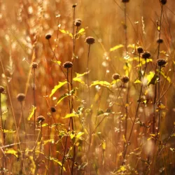 Lake Carlos State Park - Alexandria