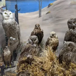 Runestone Museum - Alexandria