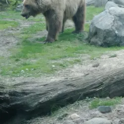 Minnesota Zoo - Apple Valley