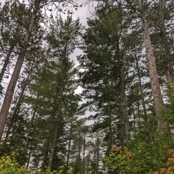 Cloquet Valley State Forest - Cloquet