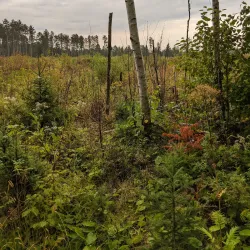 Cloquet Valley State Forest - Cloquet